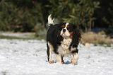 CAVALIER KING CHARLES 487